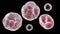 Prototheca wickerhamii algae, 3D illustration. Causes infection in human protothecosis seen as skin nodules