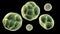 Prototheca wickerhamii algae, 3D illustration. Causes infection in human protothecosis seen as skin nodules