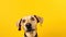 A protrait of cute dog on color background