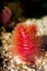 Protula Tube Worm