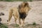 Proud Adult Male Lion - Denver Zoo Animal