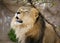 Proud Adult Male Lion - Denver Zoo Animal