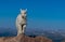 A Proud Baby Mountain Goat on a Mountain Summit