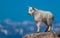 A Proud Baby Mountain Goat on a Mountain Summit