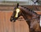 Proud badges on the winners horses on the racetrack