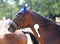 Proud badges on the winners horses on the racetrack