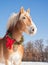 Proud Belgian draft horse wearing a Christmas wreath