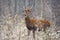 Proud Biennial Deer, Bialowieza Forest, Belarus. Autumn Wildlife Image