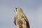 Proud bird of prey falcon family