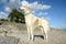 A proud Borzoi at a beach