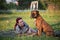 Proud brown boxer sitting vigilantly and guarding its owner lying beside it on the grass in a park