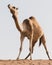 Proud brown dromedary camel Camelus dromedarius standing at the top of sand dune in the desert, low angle view, UAE