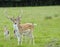 Proud Buck Fallow Deer