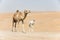 Proud camel mother walking with her baby.