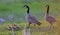 Proud Canada Geese family walking together in a meadow