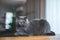 Proud cat lying on the table. British shorthair breed