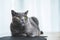 Proud cat lying on the table. British shorthair breed