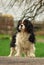 Proud Cavalier King Charles Spaniel