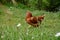 Proud chicken hen on the meadow