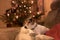 Proud christmas Jack Russell Terrier dog