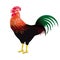 Proud colorful rooster isolated, illustration