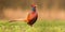 Proud common pheasant male walking forward on a green meadow in spring