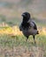 Proud Crow Standing on a Field in Autumn