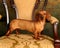 Proud Dachshund