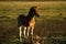 Proud Dartmoor Foal