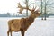 A proud deer with large antlers looks into the camera. Deer in the snow.