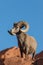 Proud Desert Bighorn Sheep Ram