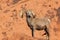 Proud Desert Bighorn Sheep Ram