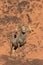Proud Desert Bighorn Sheep Ram