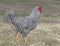 Proud Dominique chicken rooster walking on a pasture