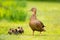 A proud duck with five babies walking in the grass
