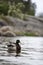 A proud duck floating among rock faces, trees, boats and piers