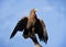 Proud eagle on a background of blue sky