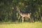 Proud Fallow Deer stag, Dama Dama, in a green forest