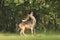 Proud Fallow Deer stag, Dama Dama, in a green forest