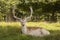 Proud Fallow Stag at Dunham Massey, Cheshire