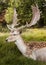 Proud fallow Stag with magnificent antlers