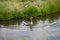 Proud goose swims in river with green banks. Geese resting in summer meadow and swimming in lake.