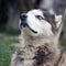 Proud handsome young husky dog with head in profile sitting in garden