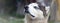 Proud handsome young husky dog with head in profile sitting in garden