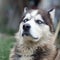 Proud handsome young husky dog with head in profile sitting in garden