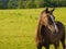 Proud Horse in Beautiful Green Field in Summer