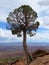 Proud Juniper tree Canyonlands