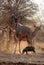 Proud Kudu Bull Guarding Herd