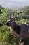 A proud Kudu bull at Shamwari game reserve