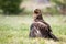 Proud lesser spotted eagle protecting territory or prey on meadow in nature.